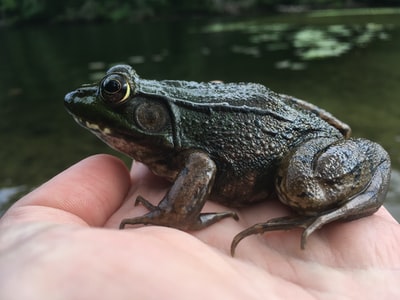 Black frog
